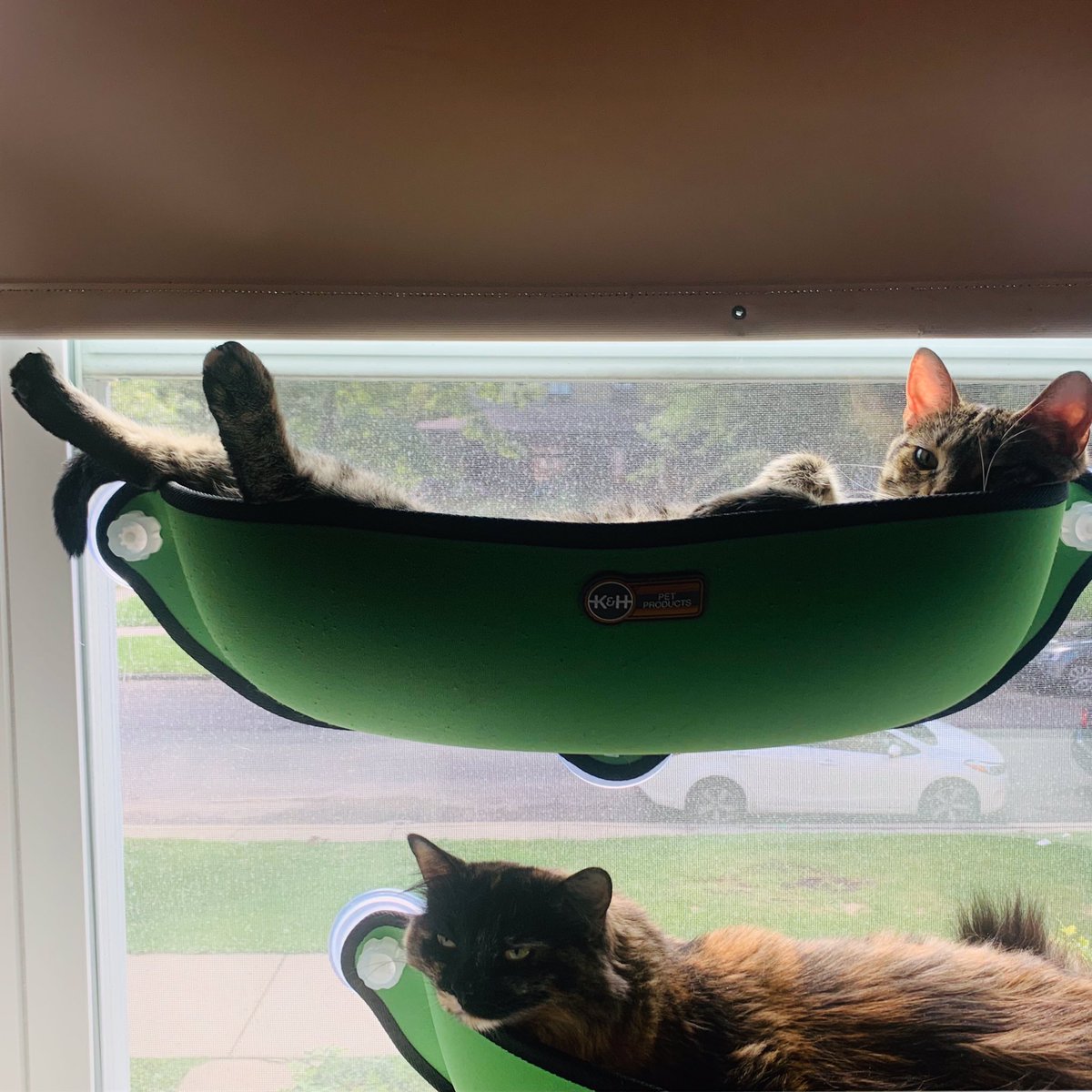 shesparticular's tweet photo. All day, every day (πΈ: Josh) #FloraAndFauna #EASAlumni #CatNaps https://t.co/Sx5Xp3xcT4