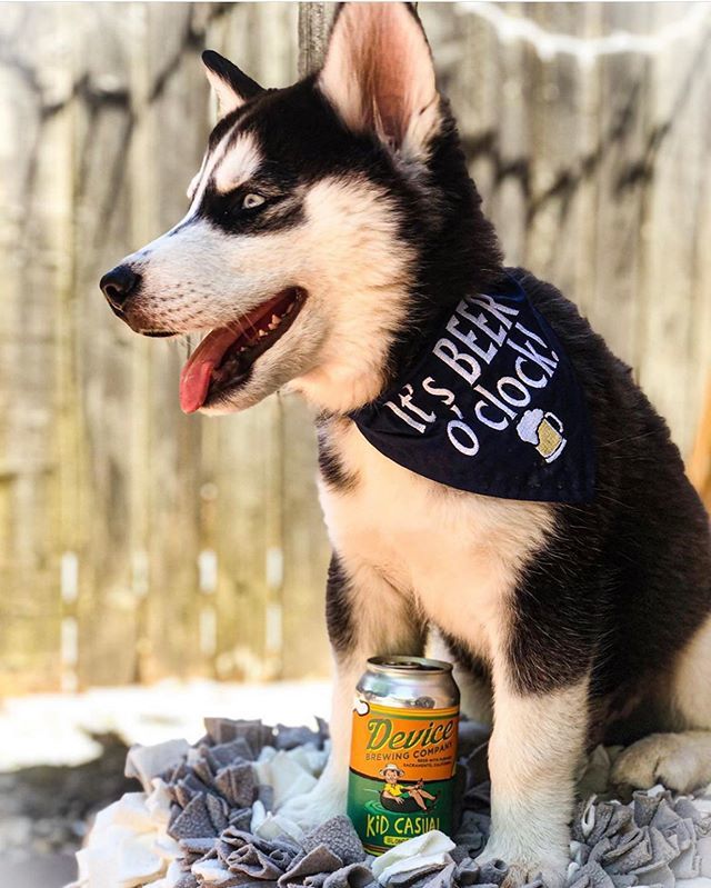 DeviceBrewing's tweet photo. Kodiak the Husky keeping it casual for #sundayfunday. #itsbeeroclock #kidcasual 🐕🍻 📸: @kingk0diak
.
.
.
#beerwithpurpose #communitygrown #familyowned #drinklocalbeer #madeinsac #deviceblocks #theiceblocks #devicebrewing #midtownsac #powerinn #poweri… https://t.co/jBg4GUbkFf https://t.co/LTRVWR7IME