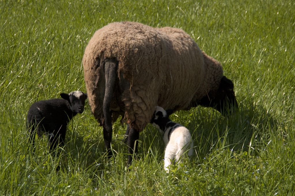 Hidden Villa tweet media