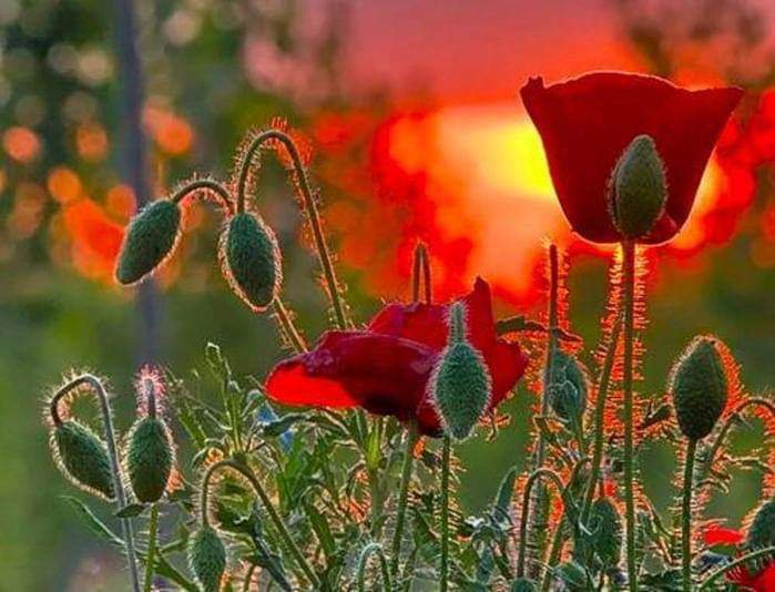 corner_elise's tweet photo. Have A Happy Sunday Everyone❤💫💛💫❤💫💚💫❤💫💛💫❤💫 https://t.co/mffOEUZv8h
