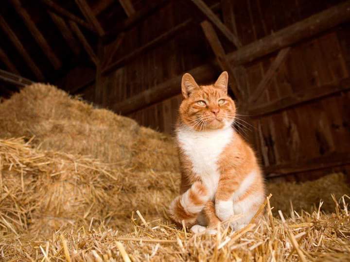 фермерская кошка порода. домашние животные кот. фермерский кот. фермерский кот. Cat farm.