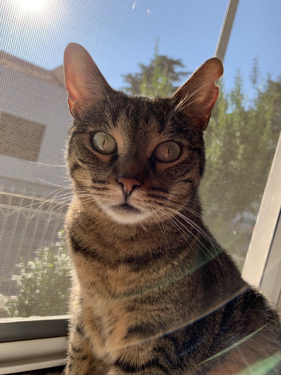 maarty_37's tweet photo. Arthur’s mommy 🤤 #CatsOfTwitter #Caturday #100MostBeautifulFaces2019 https://t.co/MMElf9XAsQ
