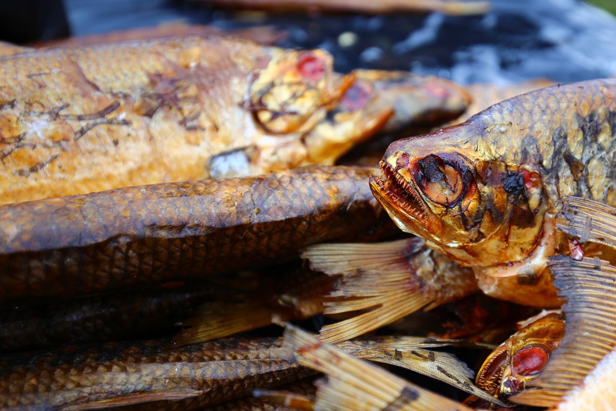 andimurphy's tweet image. Had some smoked fish at the Red Lake Nation Food Summit yesterday in Minnesota! Stay tuned for special episodes from my time in MN. I'm headed to the @najournalists conference &amp;amp; the Conference on Native Nutrition in Minneapolis. 
#multimediaWITCH #Nativemedia