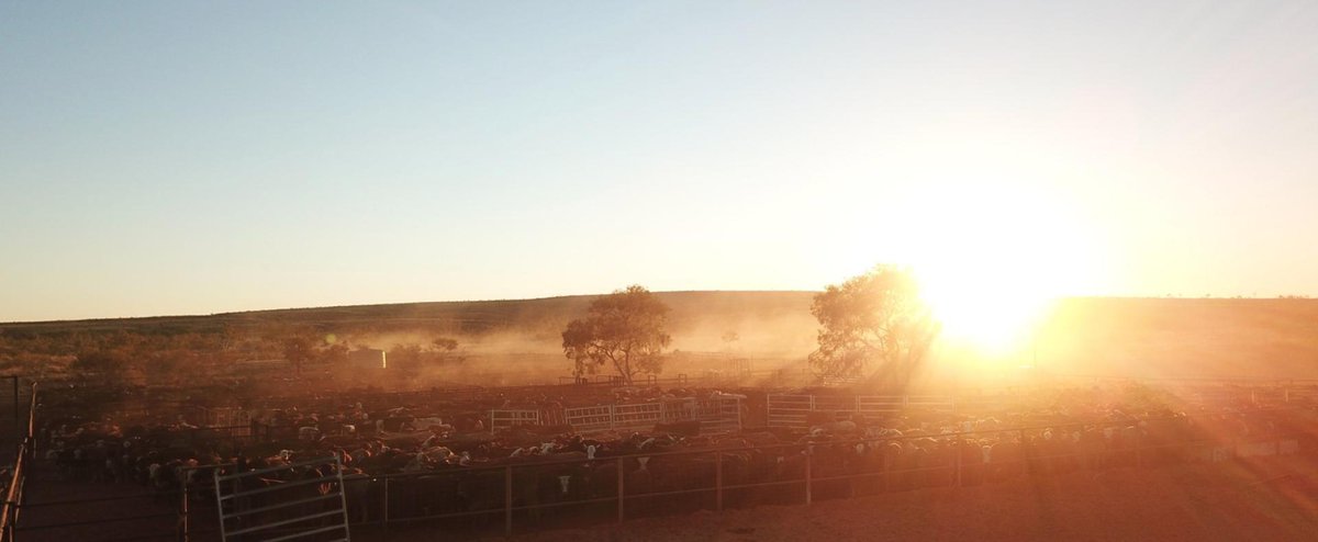 NTCattlemen's tweet photo. NTCA MEDIA RELEASE: Agricultural investment to be suffocated
Cattlemen call on Government to drop investment killing plans: https://t.co/IyGto4BmMX @ManikTerritory @MattBrannABC @abclandline @centraladvocate #HerdThat #stoptheredtape #NTCA https://t.co/IrYrJtljuR