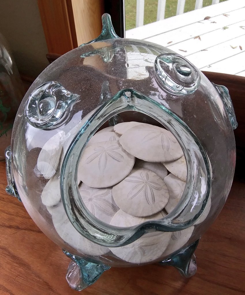 I have had this cool fishbowl for years. I decided to use it for my growing sand dollar collection. #sanddollars #secondhandfinds #fishbowl #PNW #beachfinds