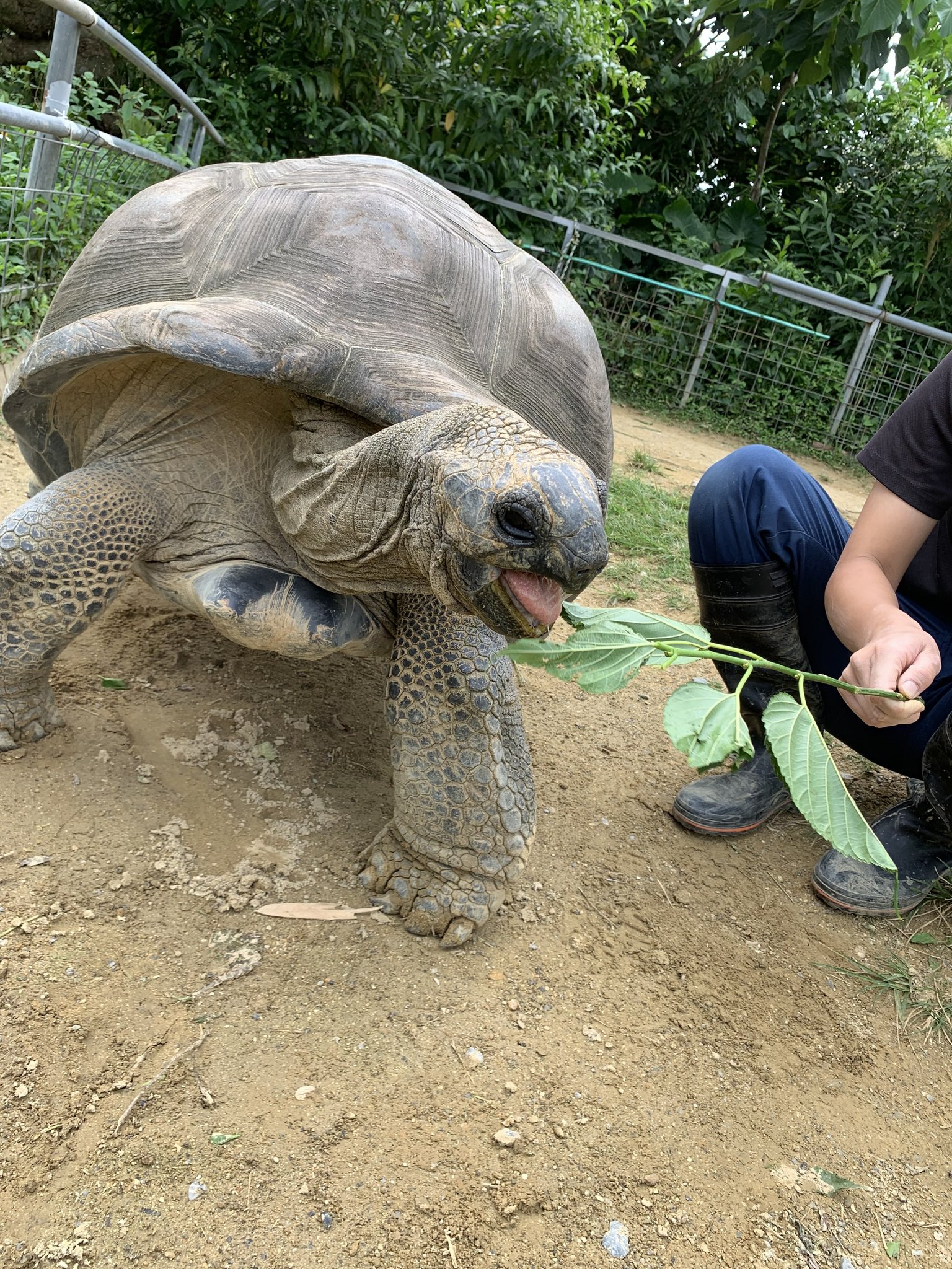 ネオパークオキナワ 公式 今年で約68歳のかめじろうくん アルダブラゾウガメ の寿命はだいたい150年くらいと言われてるのでまだまだ若いですが 私たち人から見たらとっても先輩です これからも優しく労りつつ 一緒に過ごしていきたいと思います