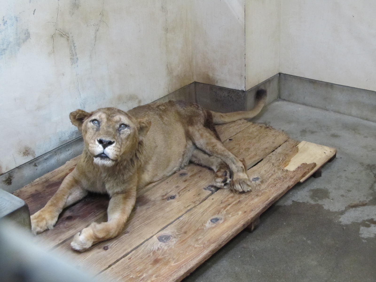 Twitter 上的 多摩動物公園 公式 あいにくの天気になってしまった敬老の日 ライオン舎の中では 御年23歳になったサラビが今日も穏やかな朝を迎えています 当時9年ぶりに誕生した４姉弟の１頭で シンバ プンバ ナラとライオンキングシリーズの名前を付けまし