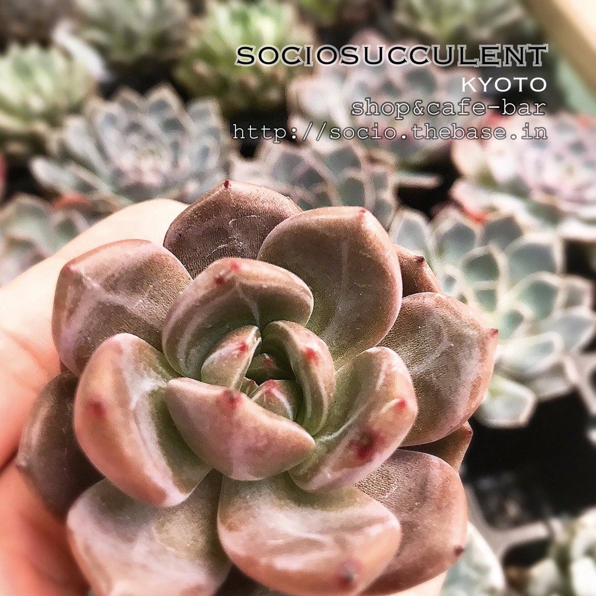 Sociosucculent 白夜 ホワイトナイト レッドエボニー交配種 真冬はダークな赤に染まるかな 楽しみです イベントでお待ちしてます Sociosucculent ソシオ多肉 多肉植物 多肉植物販売 多肉カフェ もーすぐopen 多肉ちゃん 京都多肉屋さん