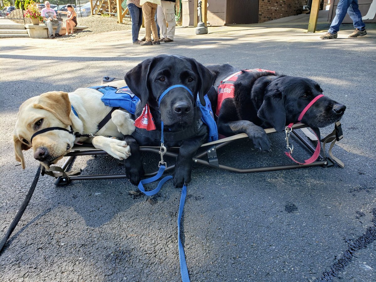 CaponeCinda's tweet photo. @NEADSdogs Kendall meets @CharlieDaniels. After an exhausting day @IndianRanch Kendall, JD and Freedom chill out. https://t.co/WHGKsdsG9n