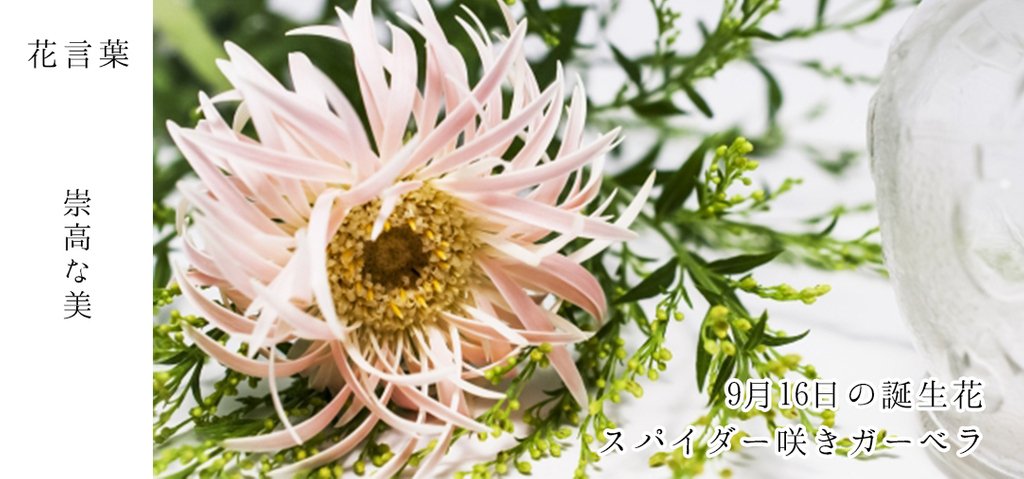花キューピット I879 Com 公式 山下智久さんが届けます 母の日特別お届けキャンペーン 9月16日の誕生花 スパイダー咲きガーベラ お誕生日おめでとうございます 花言葉 は 崇高な美 華やかな形と色で 女性に特に人気の花です あなたは