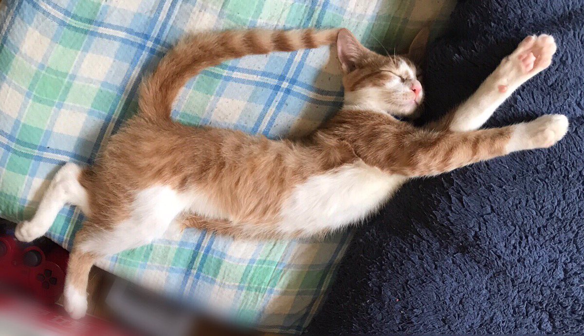 可愛いが止まらない