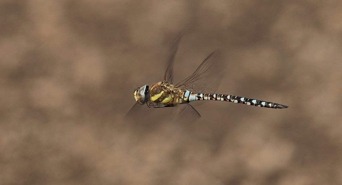 Micky_50's tweet image. Migrant Hawker in flight