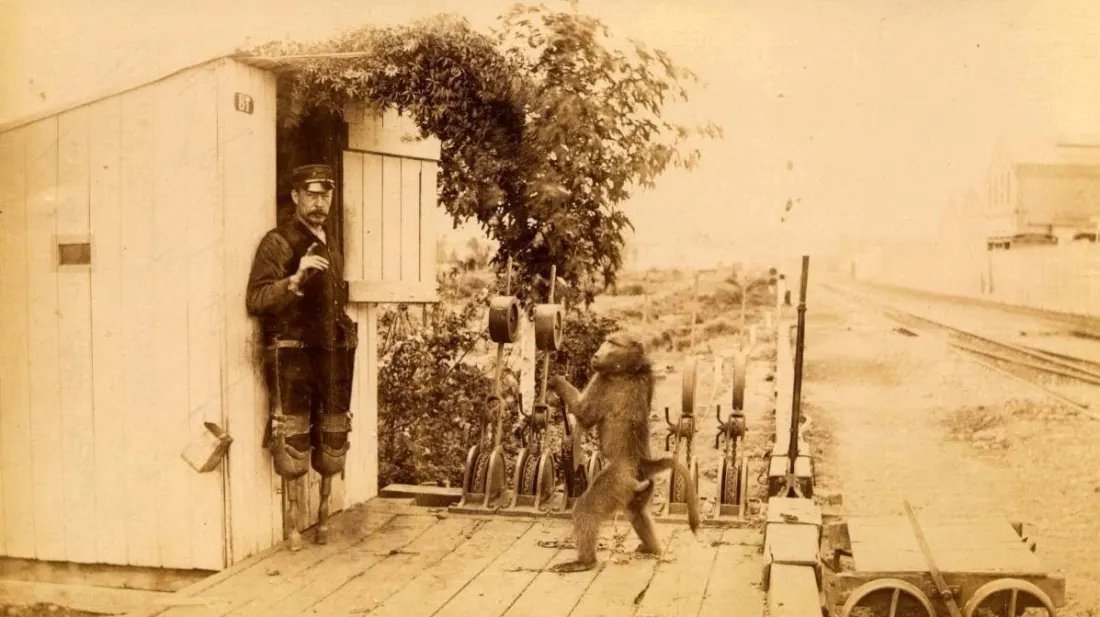 SeriousStrange's tweet photo. In 1881, a baboon names Jack was trained to operate railway signals in South Africa. He never made a mistake when operating the switches and was eventually given official employment and paid 20 cents a day and half a bottle of beer a week. https://t.co/1XOKuc11YL
