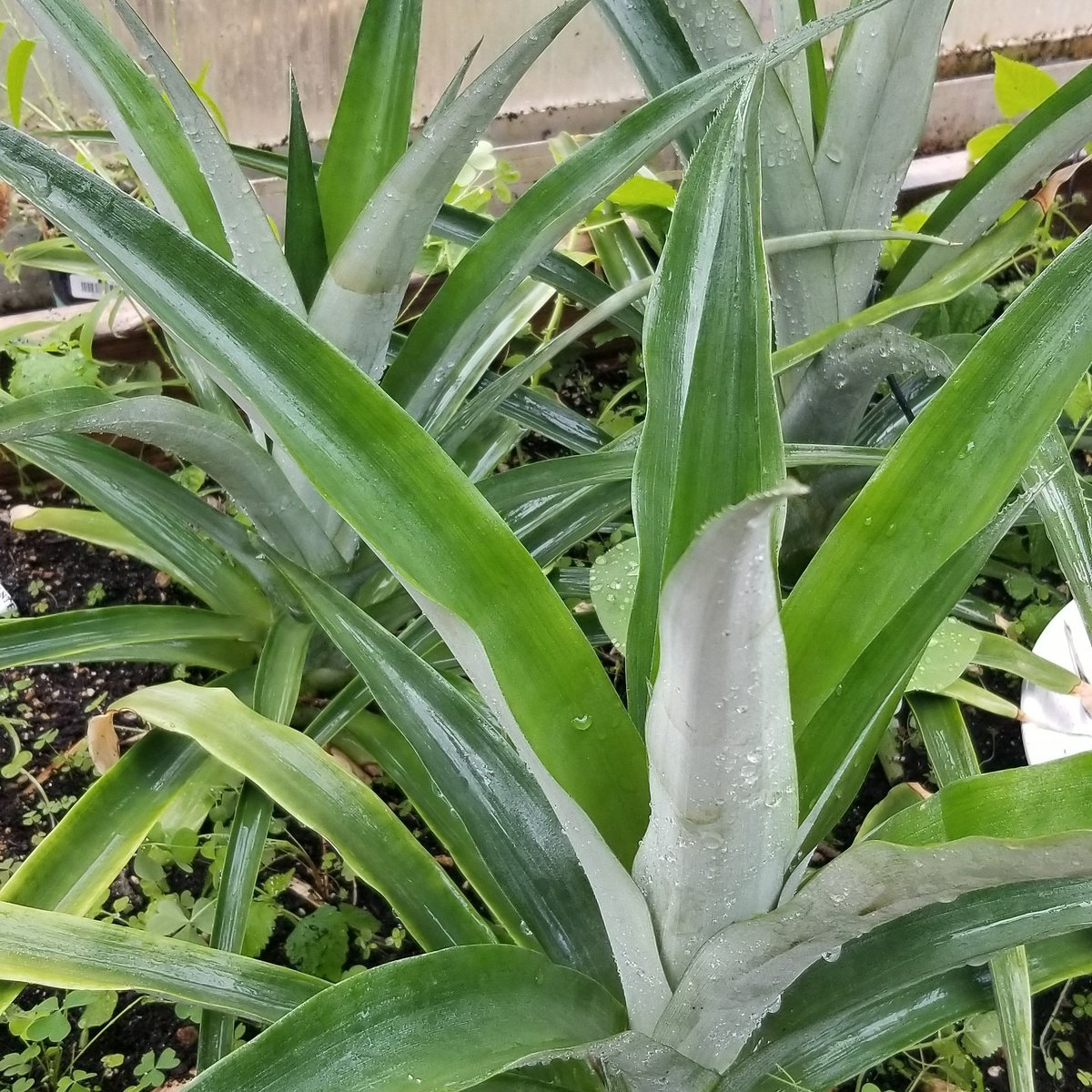 Pineapple plants coming along nicely.