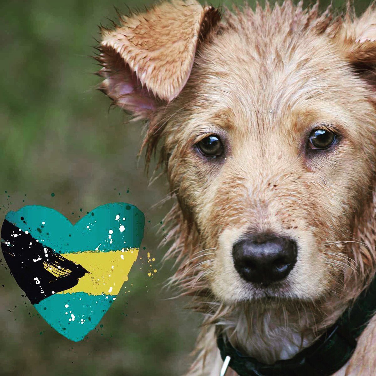 PeggyAdamsARL's tweet image. For details about Monday’s Rescue flight from the #Bahamas go here 👉🏼 peggyadams.org/hurricane-dori… We’ve organized shelters from all over the state to help these dogs and cats get the second chances and new homes they need and deserve. #RescueProud