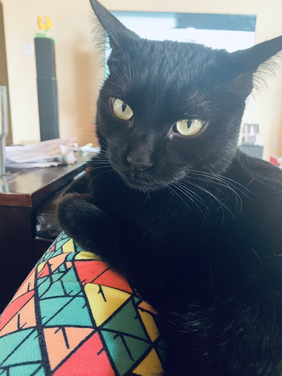 girlfriendT34's tweet photo. Mommy Cat aka “Ferocious Momster” is a Rat fan but Katniss “Join the Blockingjay” Everdeen and I are rooting for Jax #catsofWFTDA #talk2WFTDA https://t.co/vx0HQnCUok