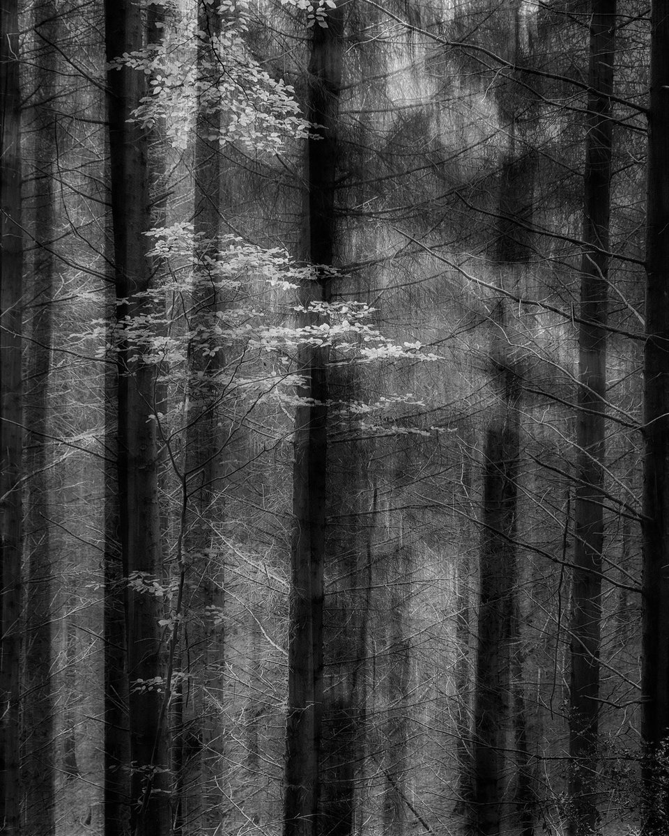 GoswellSean's tweet photo. Autumn reprise III 
#icm #bnwphotography https://t.co/EnJ0hzkVrb