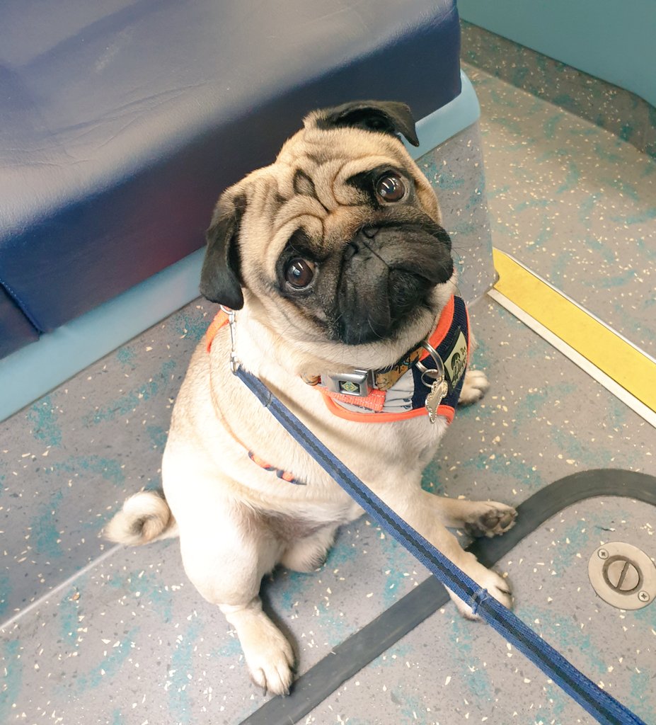 Harvey_pug's tweet photo. In terms of transport loves, 'the bus' falls well below 'the car' and 'the train' but atleast it wasn't 'a boat' 😎 https://t.co/NXDHqgD8er