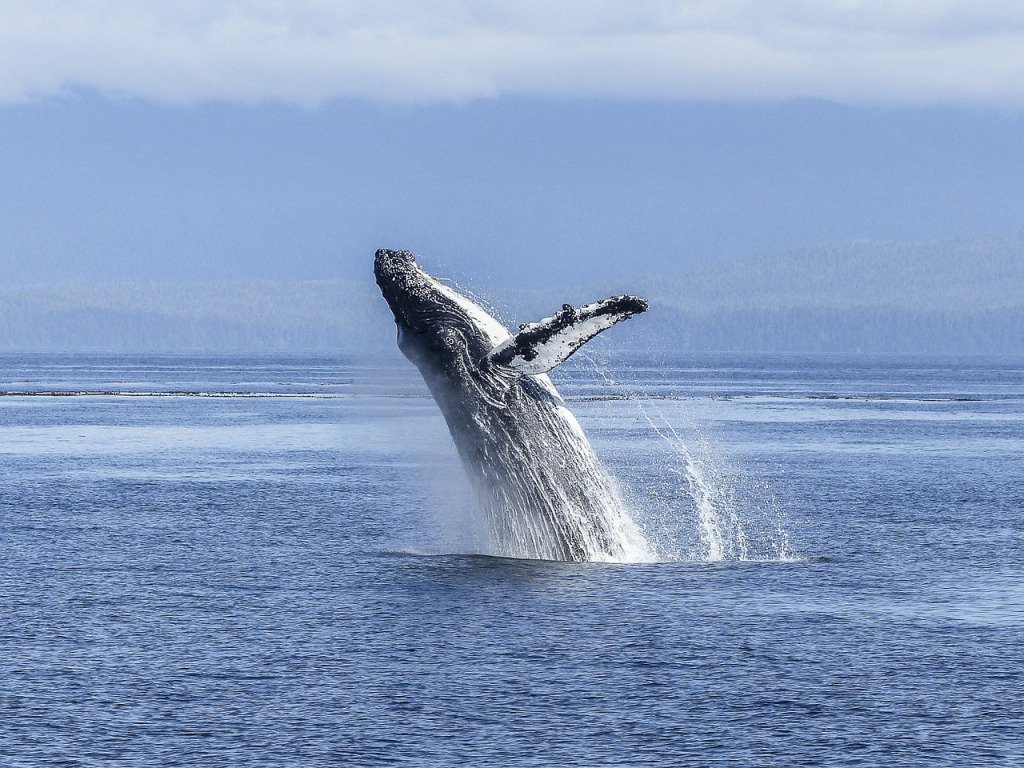 AmyRognlie's tweet photo. When Whales Dance https://t.co/45qEcmqa33 https://t.co/SzOypFZwvp