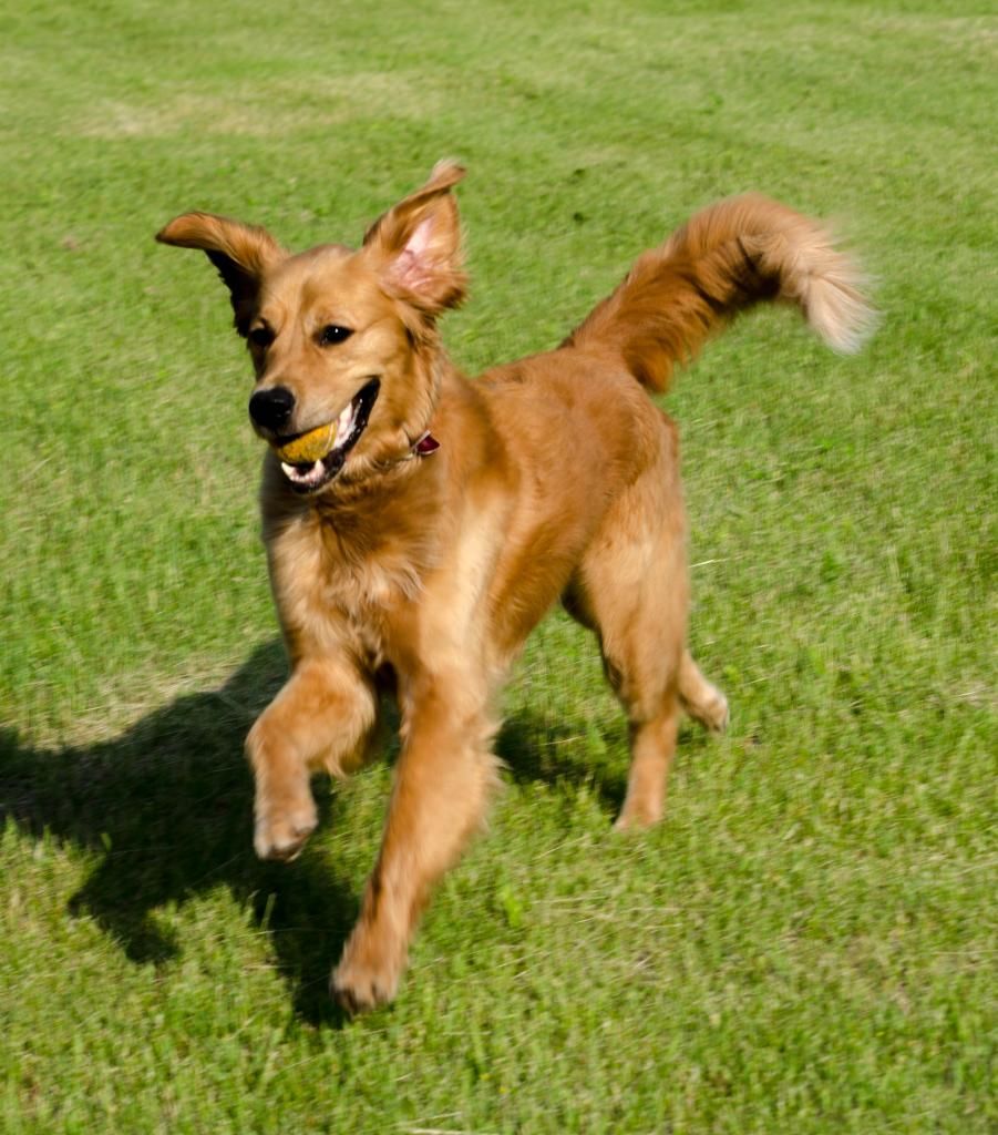 Toby is very excited that his friends from <a href="/GoldenRescue/">Golden Rescue</a> will be here this week! It's not too late to join in on the fun: buff.ly/2GDbAgP.

#goldenrescue #kawarthas #goldens