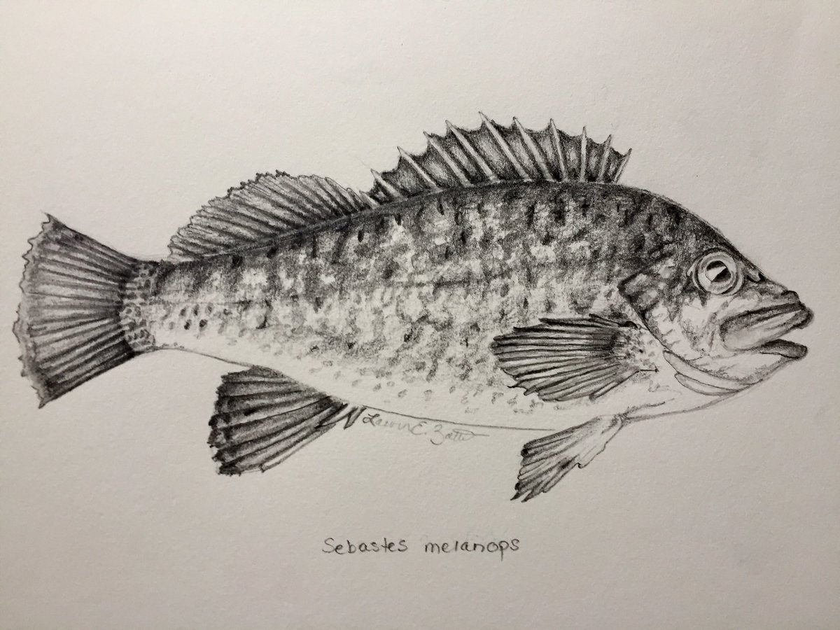 LZatkos's tweet photo. Slightly off-theme #sundayfishsketch not exactly cave dwelling, but black rockfish do seem to like inhabiting dark rocky crevices while waiting for prey drift by 🎣🌊#fishsketch #sciart @OregonAFS @osu_fw https://t.co/Ni7jMWnt9p