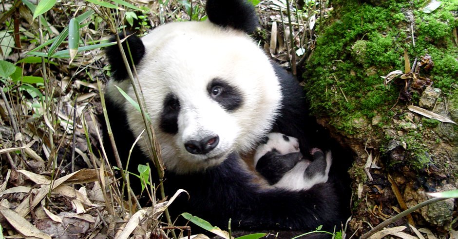ShrustiJoshi2's tweet photo. Great news for pandas! Numbers have increased. https://t.co/Y2tsTrD31K #CountPandas with @WWF https://t.co/5Fd4jxUaEO