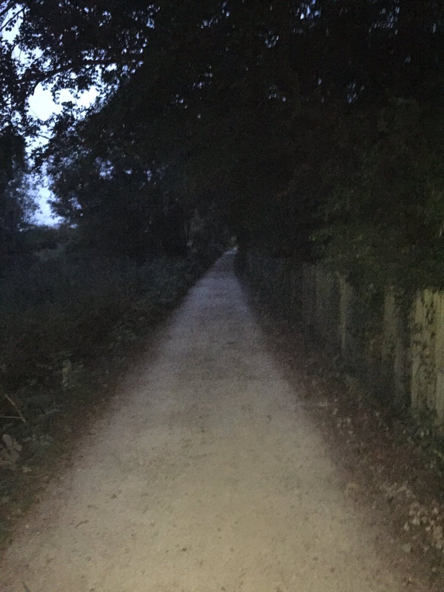 Dark nights setting in for dog walks🦁🦁don’t seem to mind tho !