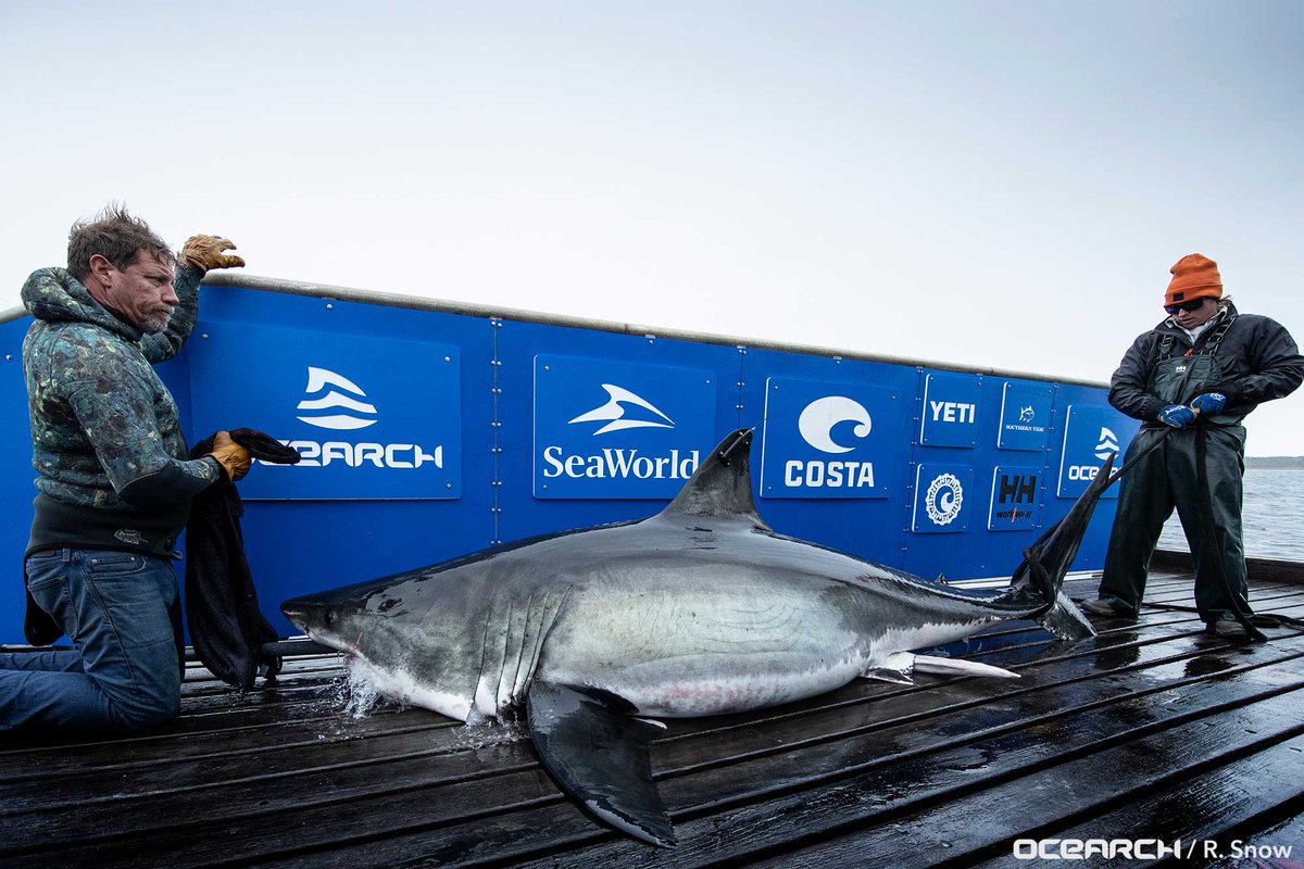 Hello <a href="/Sydney_TheShark/">Great White Sydney</a>, welcome to the <a href="/OCEARCH/">OCEARCH</a> family!