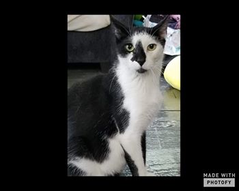 DITRWNY's tweet photo. Name: Nala
Age: 1.5 (?)
Breed: black and white DSH cat
Personality: Friendly, loveable
Likes: Lounging around, scratching a scratching post, playing with her kittens
Dislikes: Mild dislike of dogs (doesn't like them up in her business)
Adoption Info: https://t.co/KCrSsFW18e https://t.co/CCm2Cjxh2Q