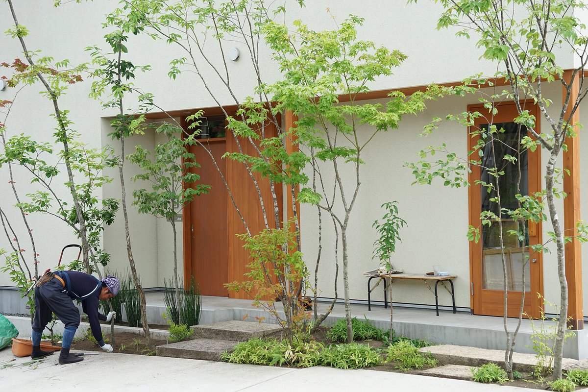 最安値挑戦! e イロハモミジ 山採り イロハモミジ 植物 - www