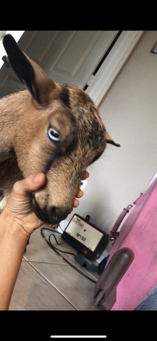 I need 2 goat names. So let&rsquo;s play a game. Give me name suggestions on these goats. If I use your name