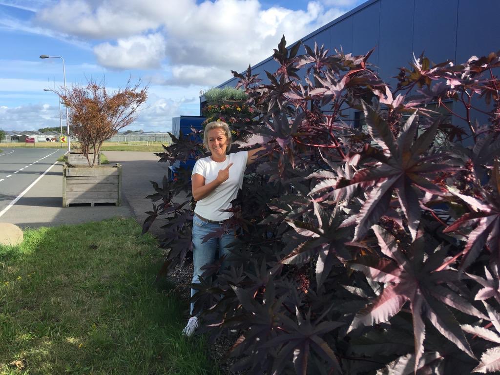 Dit zijn onze exemplaren. 
Denk jij dat je de hoogste wonderboom van het Westland hebt opgekweekt? 
Laat het ons weten. Want eind september komen we meten. 📏 
#hoehoogisdievanjou <a href="/teamwestland/">teamwestland</a>