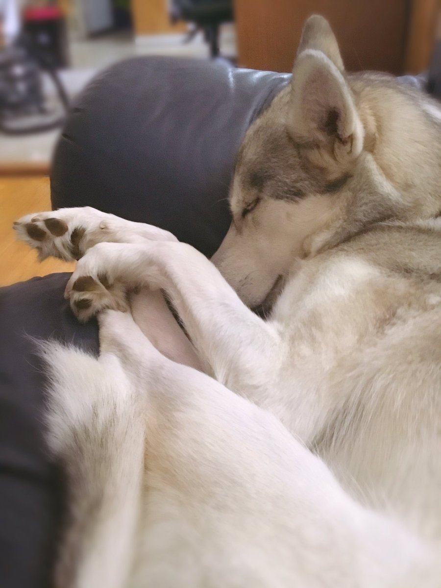 Asphydel's tweet photo. Having such a lazy Sunday.  Can't get inspired, just wanna nap!  What do you do when you just feel so blaaaah?  #pets #lazy #weekend #dogs https://t.co/u54ZSVsbua