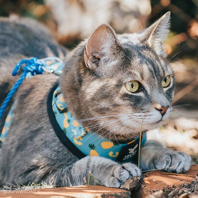 20_paws's tweet photo. It's a new week, so that means it's time to fill you in on the all the happenings in another edition of Ruru's Neighbourhood Watch!⁣
⁣
I heard Marjorie next door asking her husband Ralph what he did with the soup leftovers. He said he poured it down … https://t.co/sHhI6ldPmr https://t.co/iGOhgFsf5Z