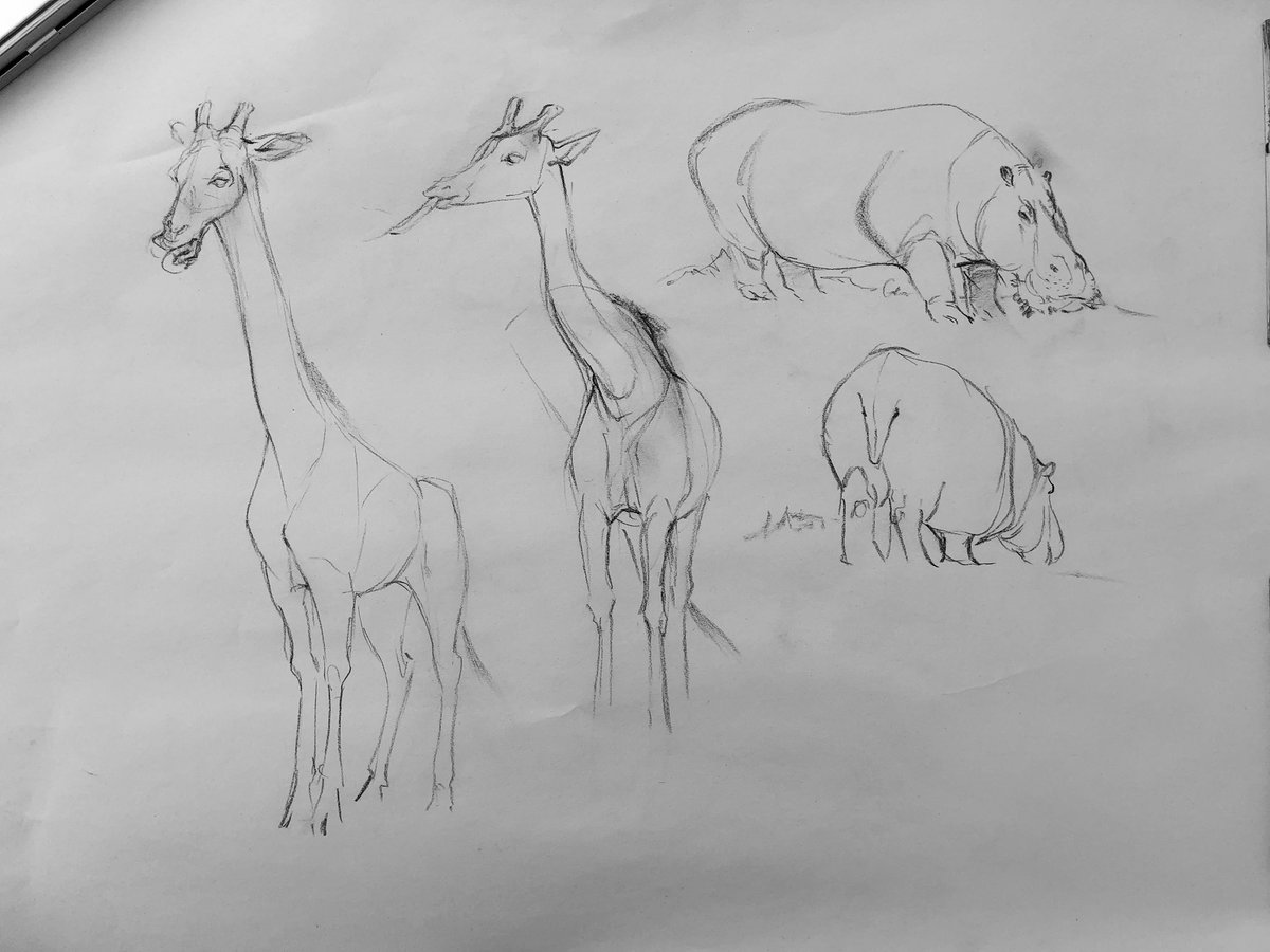 More sketches at the zoo with @cyandraws @benhongart and a pal. 