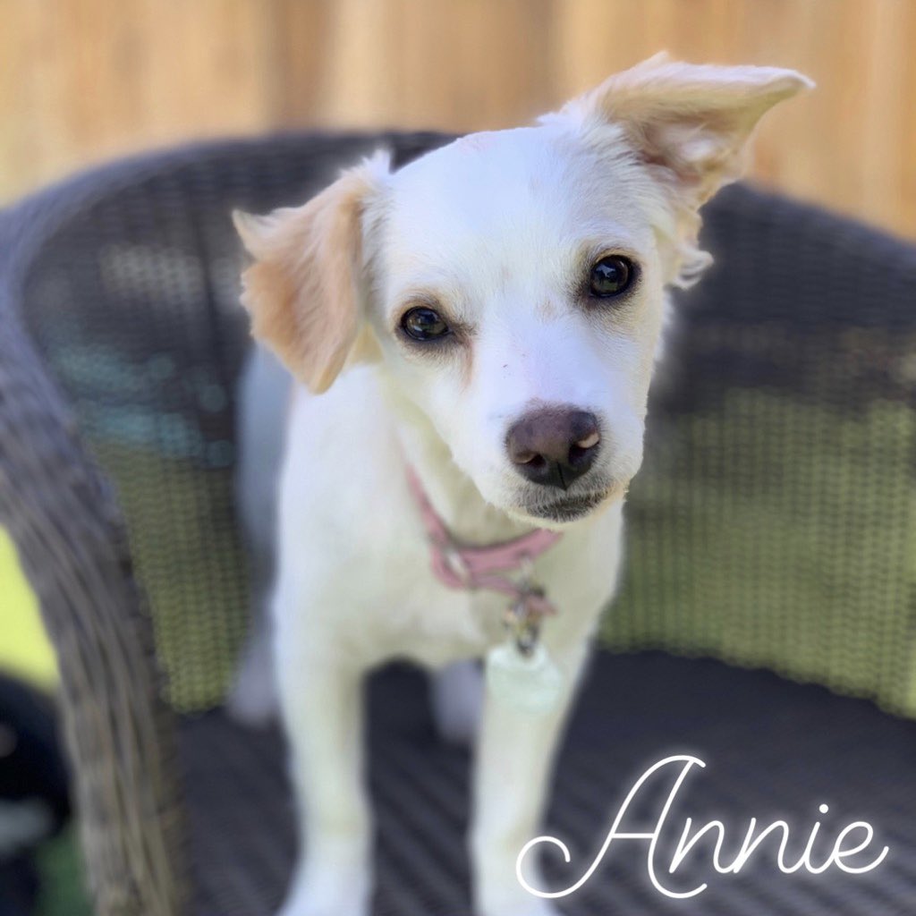 VanderpumpDogs's tweet photo. It’s the perfect weekend for visiting the Vanderpump Dog Retail &amp; Rescue Center! Luckily for you, we have some adorable #Vanderpups available for adoption! Come meet Ernesto, Charleston, Ava, Ella &amp; Annie... they are eagerly awaiting your cuddles and belly rubs! #AdoptDontShop https://t.co/Mecvlkk0OX