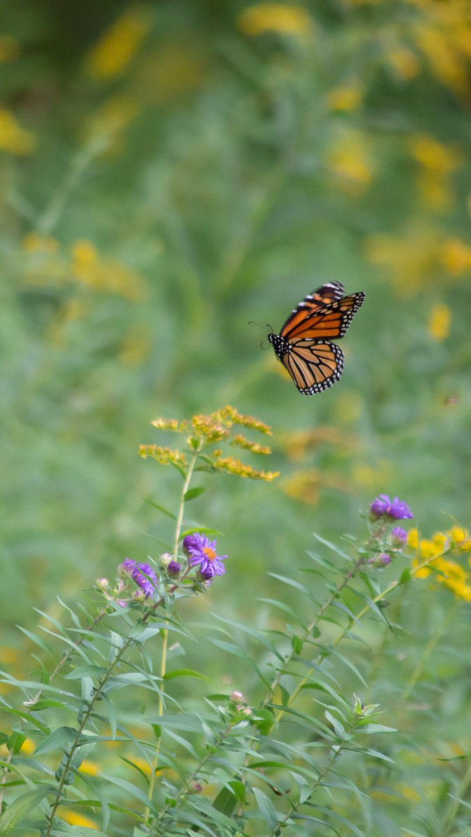 JeriLile's tweet photo. So many monarchs stopped by today, got a great meal and headed south...
.
#savethemigration #monarch
————————— https://t.co/GaMRtlaxg1