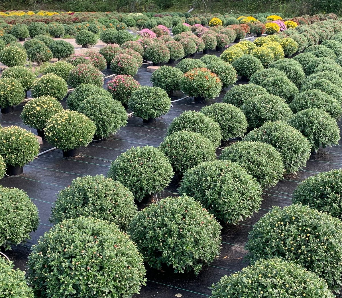 BlomidonNS's tweet image. Our Blomidon grown #Fall #Mums are ready to add colour to your home. 

Buy 2 or more 8&quot; mums for $10/each (reg. $14.99)
Buy 2 or more 2 gallon mums for $12/each (reg. $19.99)

#addcolor &amp;amp; #deckbling
#shoplocal
#annapolisvalley #novascotia
#yoursolutionprovider
#blomidonnurseries