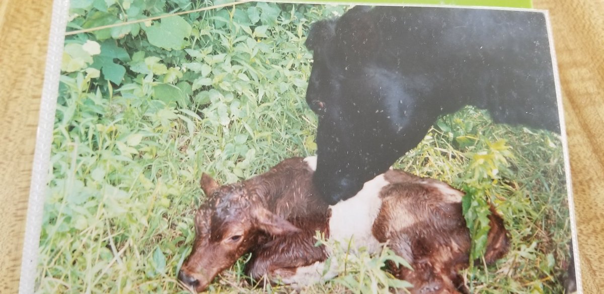 carolynstearns's tweet photo. @gertvanden @newlandfarm This is one we bred years ago, my sons 4-H project #DutchBelted https://t.co/JzosY7ian1