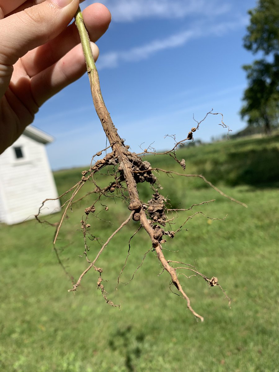 sicklybeanbag's tweet photo. Looking closer at the soyboean tap root in relation to our lecture on Roots! Soybeans have root nodules so it’s easier for them to get nitrates from the atmosphere 🌤 #Bio120Fall2019 @NutmegSomething #outsideislabtimetoo https://t.co/lFSmvQiY1T