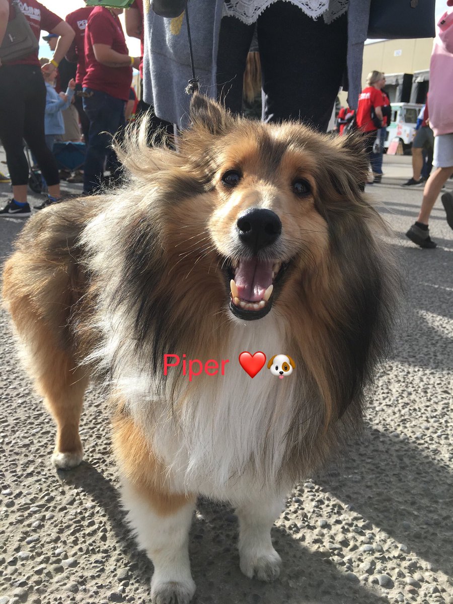 jcrosilla's tweet photo. Piper and Boston are #pullingforyou to #dolocalgood https://t.co/VWG9u7JhhH