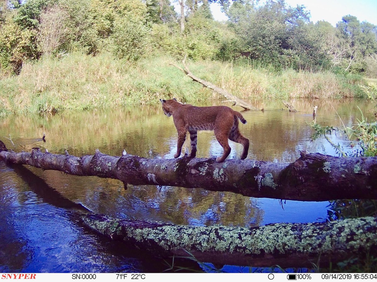 TCGooRoo's tweet photo. #Wisconsin #bobcat #predator #trailcam #trailcamera #snyperhuntingproducts #vision #aquaman #iamsportsman #whatgetsyououtdoors @OUTDChannel @SPORTSMANchnl https://t.co/K2UmFRXKM4