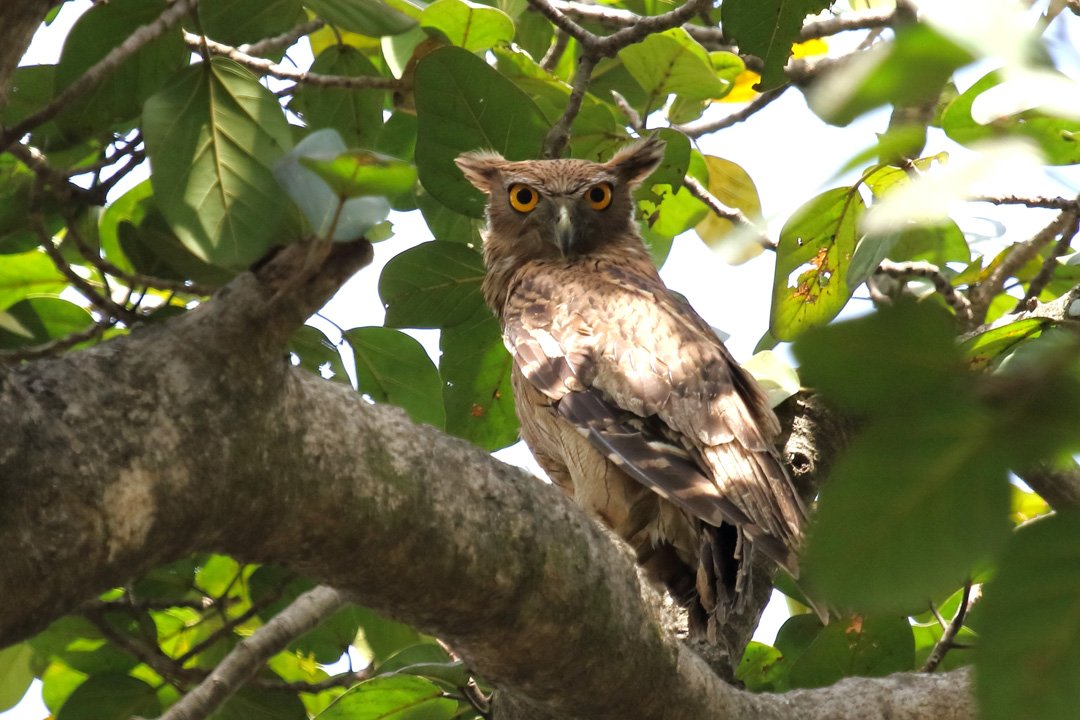 Eagle Owl (Cheel Ullu)
दर्शकों इस उल्लू का नाम चील उल्लू है, प्राणि उद्यान में दो नर व दो मादा कुल चार चील
उल्लू हैं। यह चील की तरह आकार में बड़ा तथा इसके सिर वाला हिस्सा चील के जैसे दिखने के कारण इसे चील उल्लू कहते हैं।