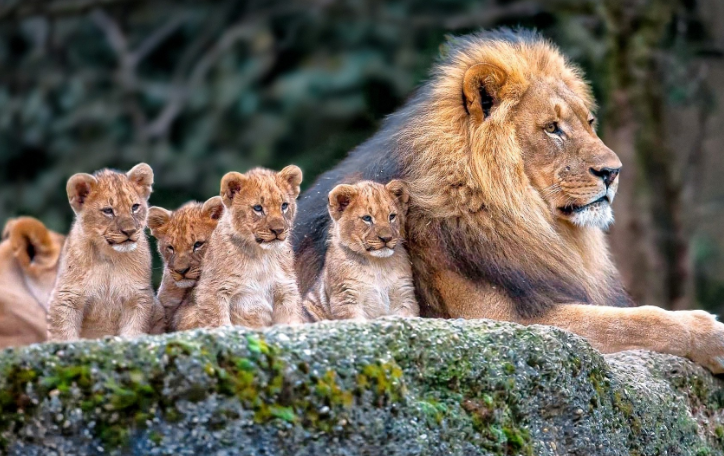 acupfulofhappy's tweet photo. 🦁💛🦁💛
What a cute picture!
#animalsinnature #animalpictures #picturesofanimals #wildlife #lions #lion #lioncubs #cuteanimals #animalfamilies #protecttheenvironment #protectwildlife #protectourplanet #ilovenature #animallovers #thegoodnewscafe https://t.co/devRokIl2z
