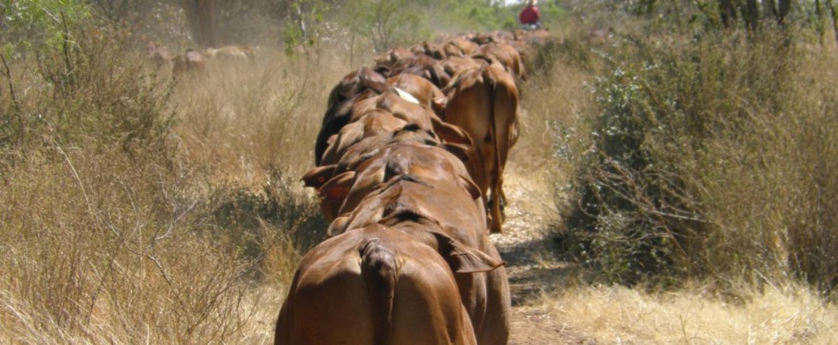 NTCattlemen's tweet photo. Proposed changes to NPU system will add unnecessary admin burdens &amp; costs. “The changes are for the sake of changes – they don't improve the system, nor make it easier to navigate,” says @ManikTerritory, CEO,  NTCA #HerdThat #stoptheredtape @ABCRural @NationalFarmers @TroySetter https://t.co/lIwqOI5muH
