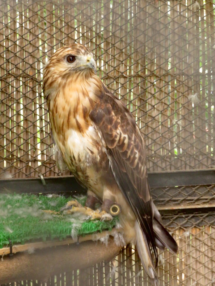 るてるて ヨーロッパノスリのリック 05年に保護された子で 足が不自由なので野生には返せないそう 大宮公園小動物園 T Co 2q8qg5ul7s Twitter