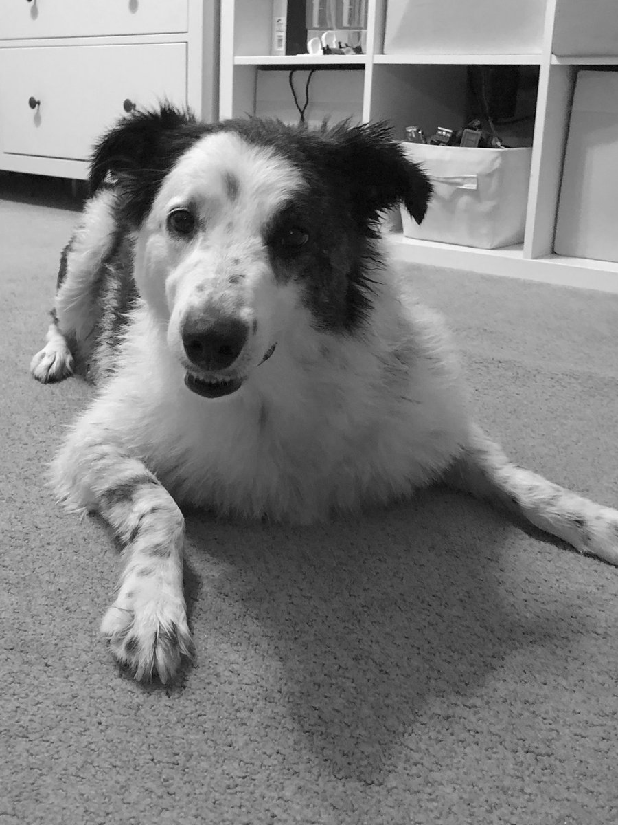 Mom gave me my haircut and bath, now I’m ready for a great week!!              💦🛁🐶