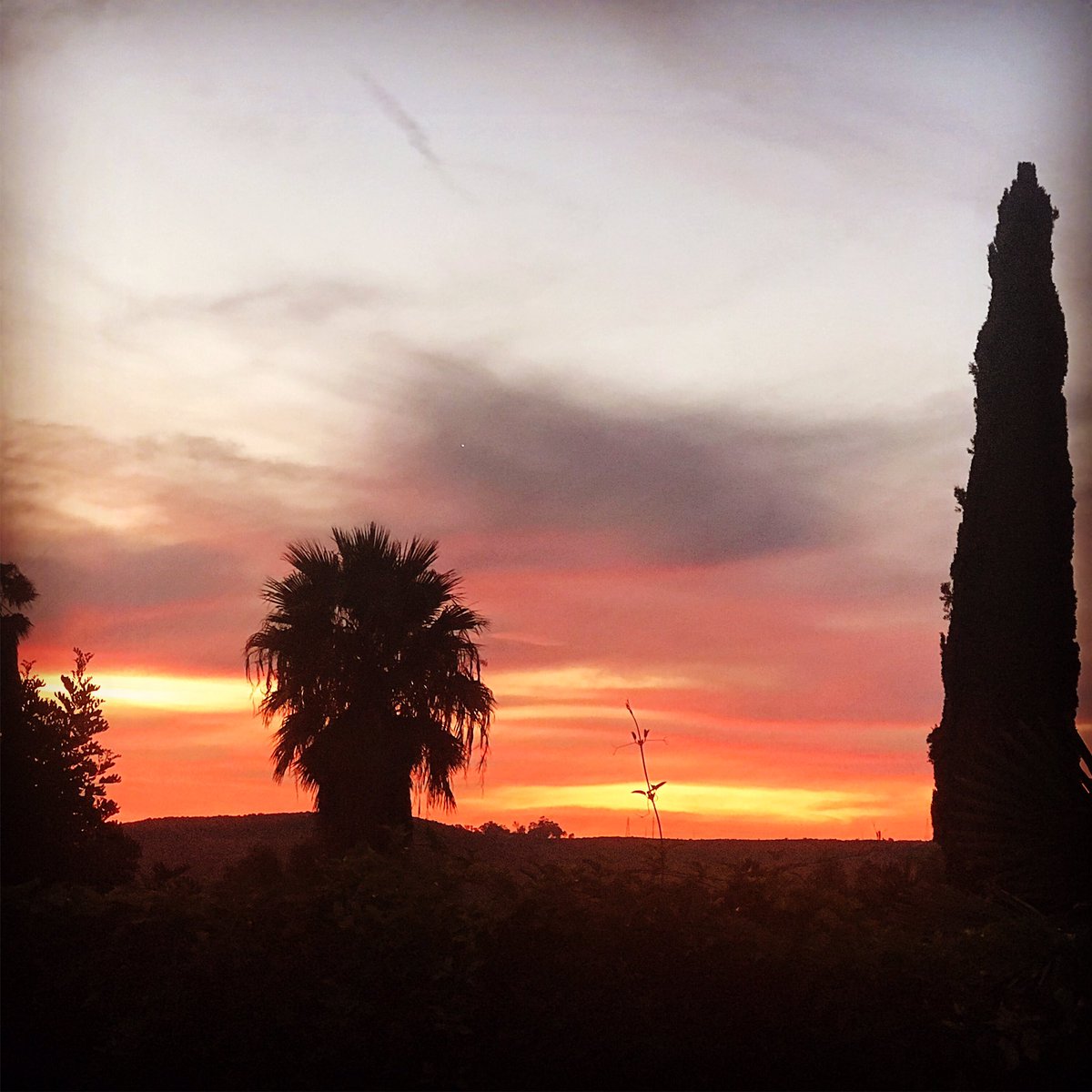 CX_Neil's tweet image. Backyard sunset