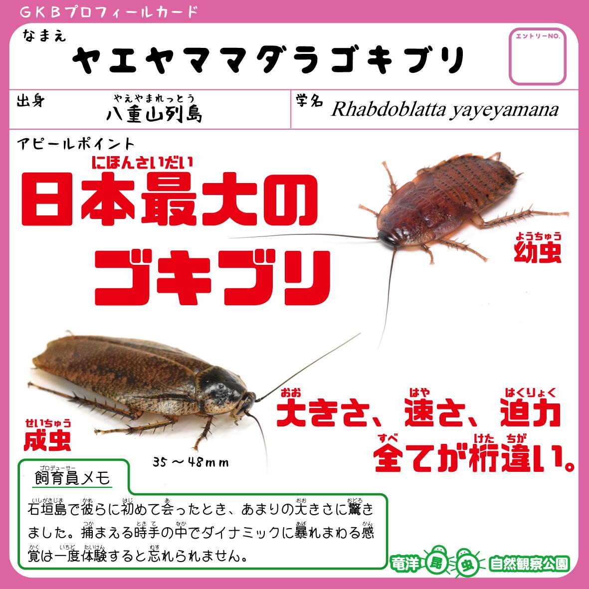 竜洋昆虫自然観察公園 公式 ヤエヤママダラゴキブリ 日本最大のゴキブリにして幼虫は水に潜ることができるという最高のゴキブリです T Co 5v71g6ud4p Twitter