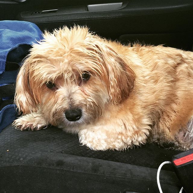 RavenwoodMasks's tweet photo. Tried to take CK out for a walk in the forest. It was raining. A big NOPE from CK who turned around and went back to the car, wet and miserable. .
.
.
#dogsofhumboldt #dogsofinstagram  #wetdog #dogparklife #humboldtrain #dogwalk #dogsonadventures #terrie… https://t.co/wANjqXnttE https://t.co/UBql6aftB5